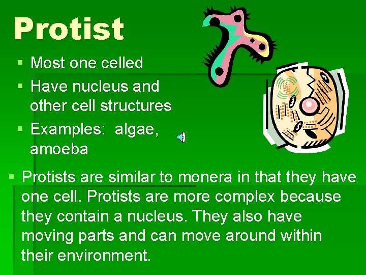 Protist § Most one celled § Have nucleus and other cell structures § Examples: