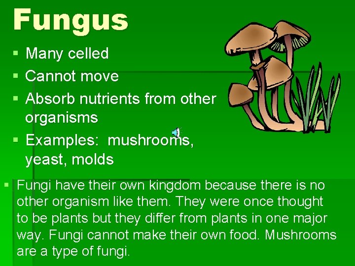 Fungus § § § Many celled Cannot move Absorb nutrients from other organisms §