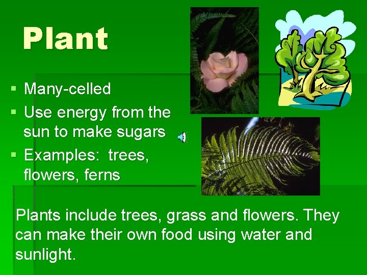 Plant § Many-celled § Use energy from the sun to make sugars § Examples:
