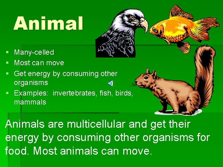 Animal § § § Many-celled Most can move Get energy by consuming other organisms