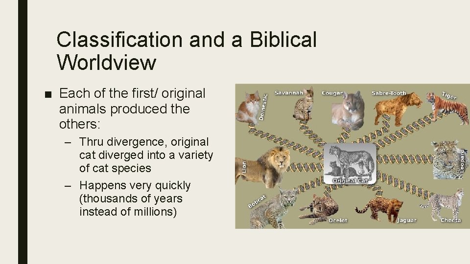 Classification and a Biblical Worldview ■ Each of the first/ original animals produced the