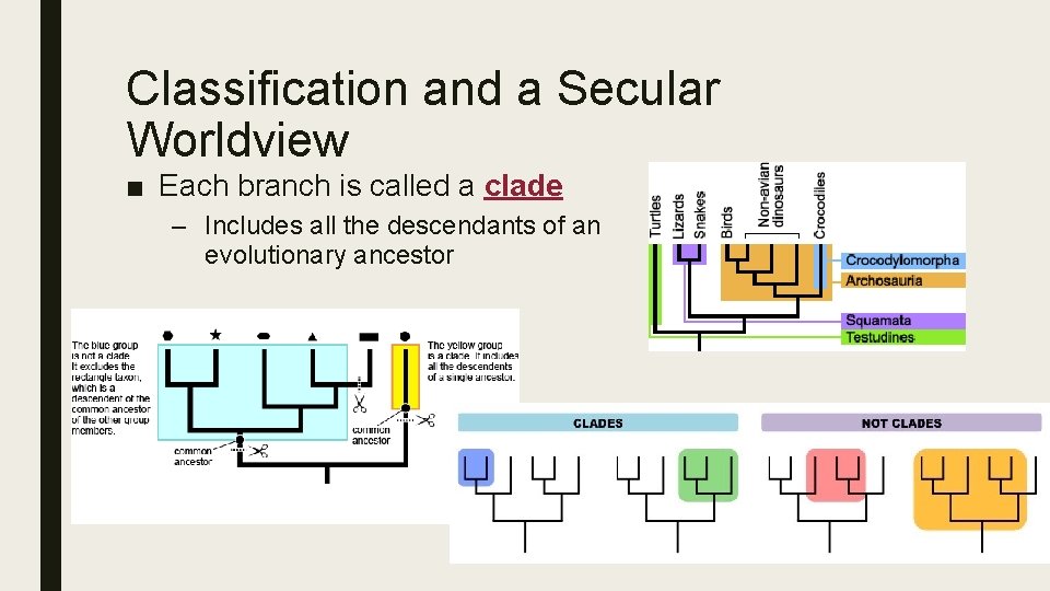 Classification and a Secular Worldview ■ Each branch is called a clade – Includes