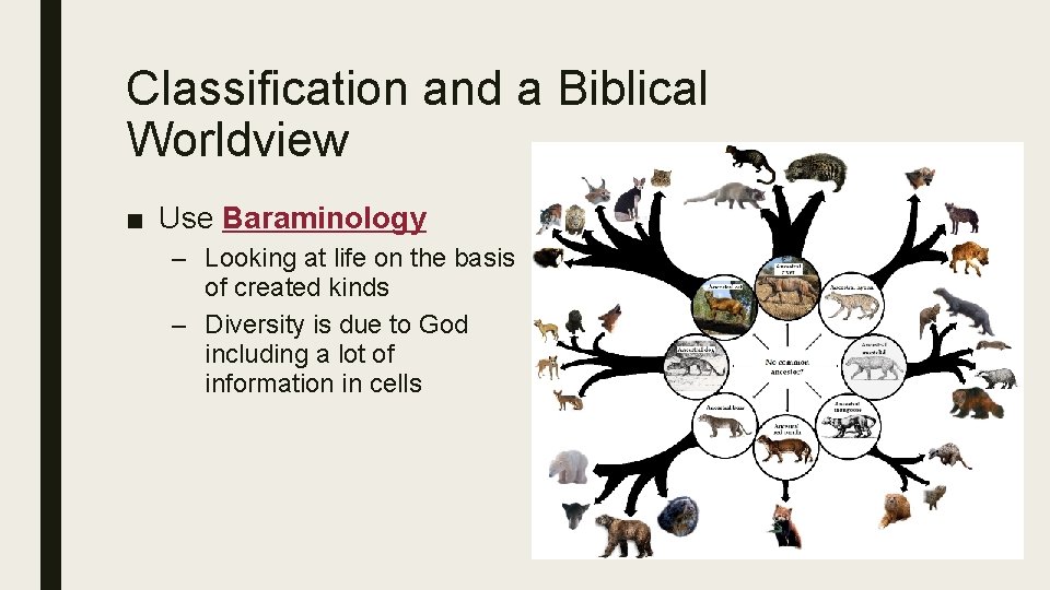 Classification and a Biblical Worldview ■ Use Baraminology – Looking at life on the