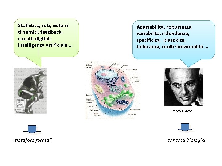 Statistica, reti, sistemi dinamici, feedback, circuiti digitali, intelligenza artificiale … Adattabilità, robustezza, variabilità, ridondanza,