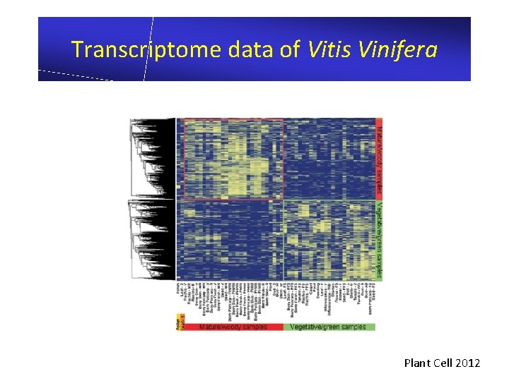 Transcriptome data of Vitis Vinifera Plant Cell 2012 