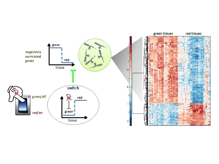 green tissues green AAA A AA red AAA negatively correlated genes tissue AAA switch