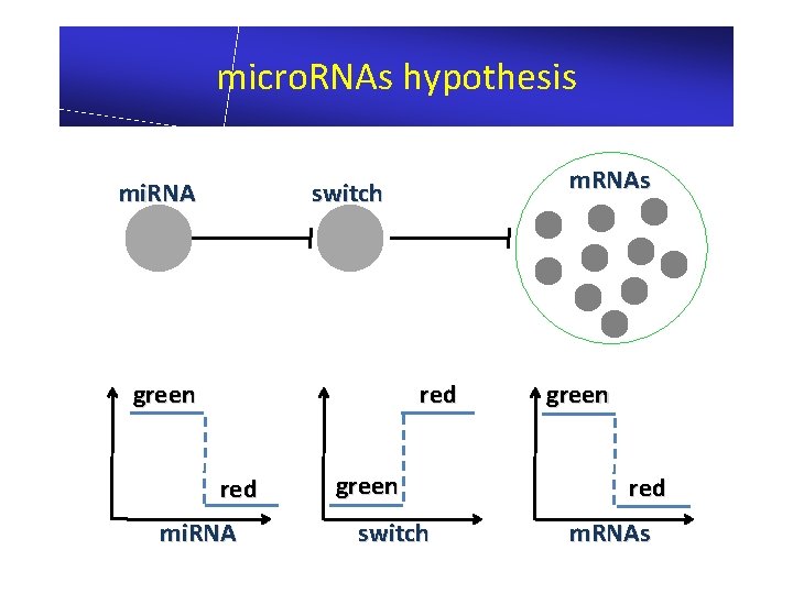 micro. RNAs hypothesis mi. RNA m. RNAs switch green red mi. RNA green switch
