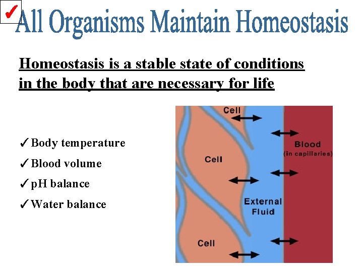 ✓ Homeostasis is a stable state of conditions in the body that are necessary