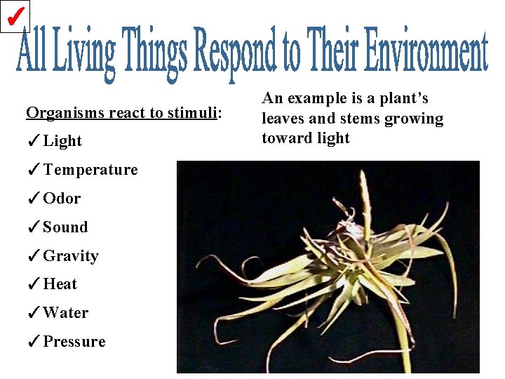 ✓ Organisms react to stimuli: ✓Light ✓Temperature ✓Odor ✓Sound ✓Gravity ✓Heat ✓Water ✓Pressure An