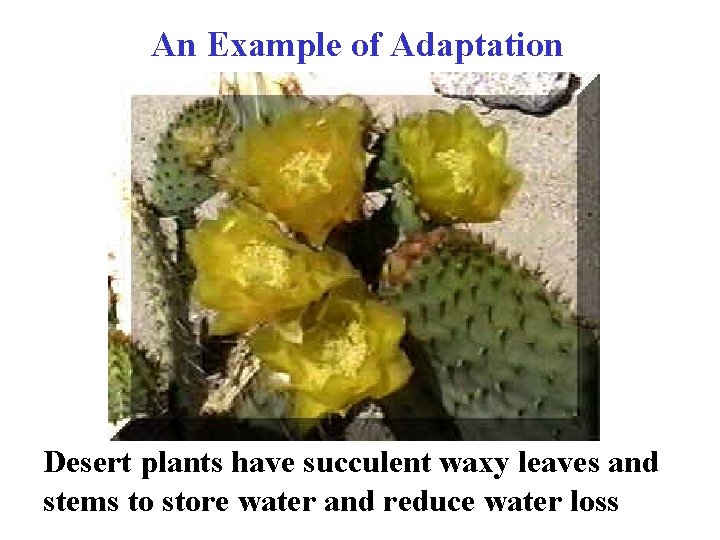 An Example of Adaptation Desert plants have succulent waxy leaves and stems to store