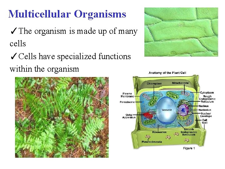 Multicellular Organisms ✓The organism is made up of many cells ✓Cells have specialized functions