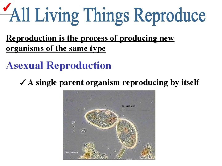 ✓ Reproduction is the process of producing new organisms of the same type Asexual