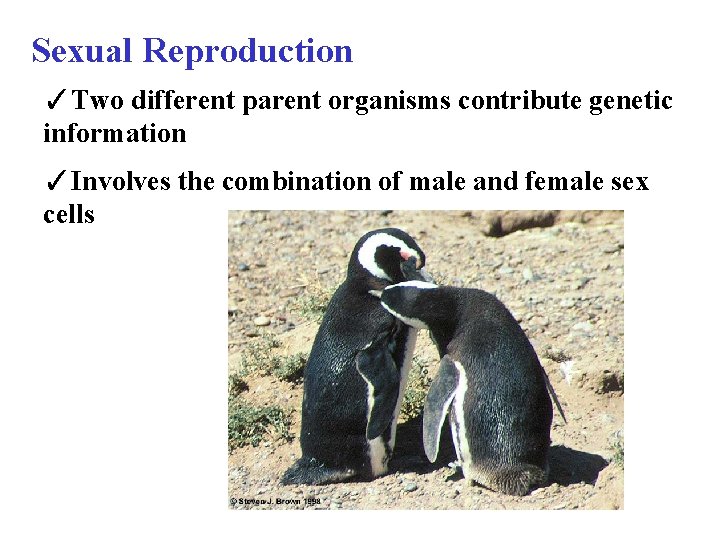 Sexual Reproduction ✓Two different parent organisms contribute genetic information ✓Involves the combination of male