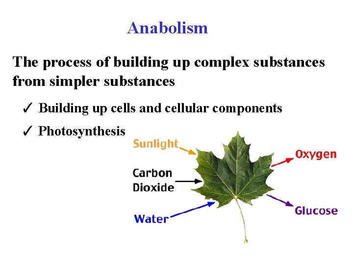 Anabolism The process of building up complex substances from simpler substances ✓ Building up