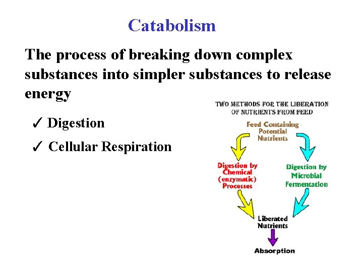 Catabolism The process of breaking down complex substances into simpler substances to release energy