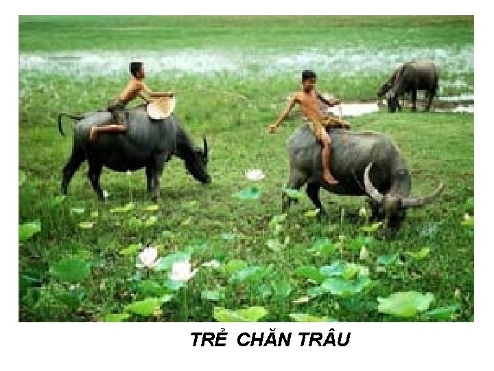 TRẺ CHĂN TR U 