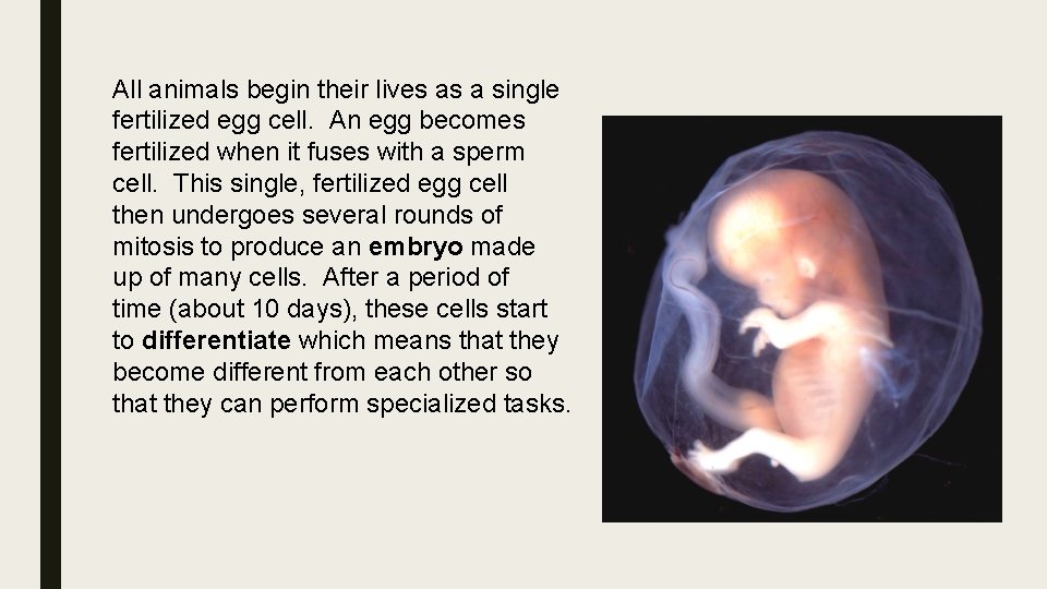 All animals begin their lives as a single fertilized egg cell. An egg becomes