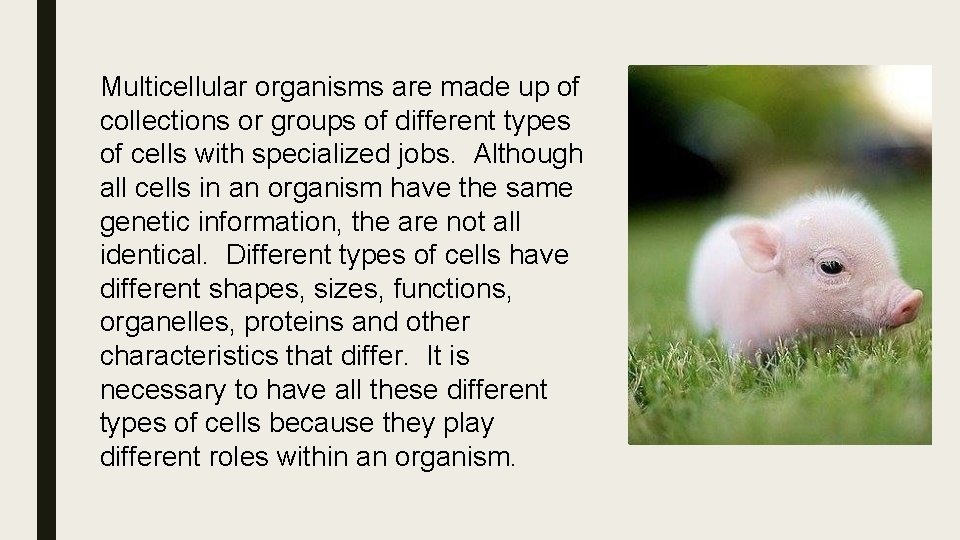 Multicellular organisms are made up of collections or groups of different types of cells