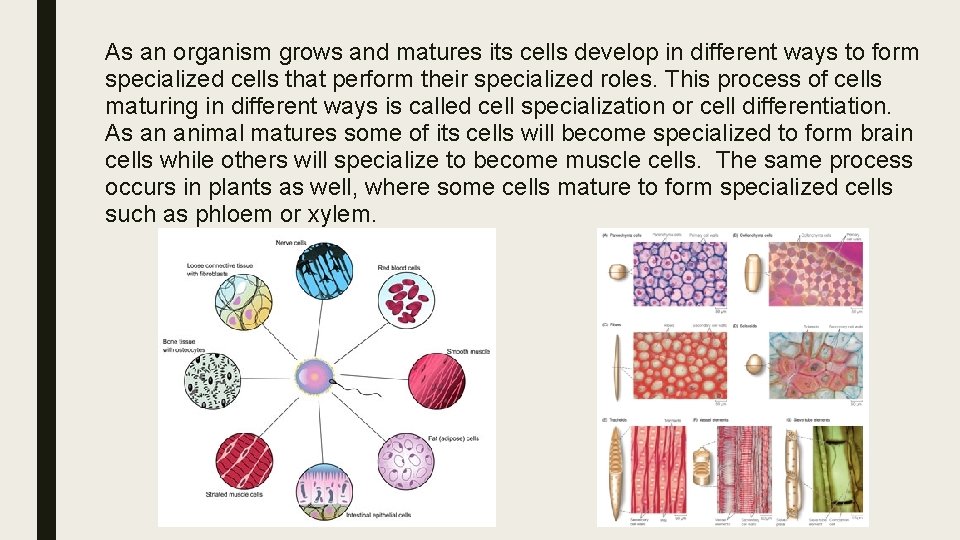 As an organism grows and matures its cells develop in different ways to form