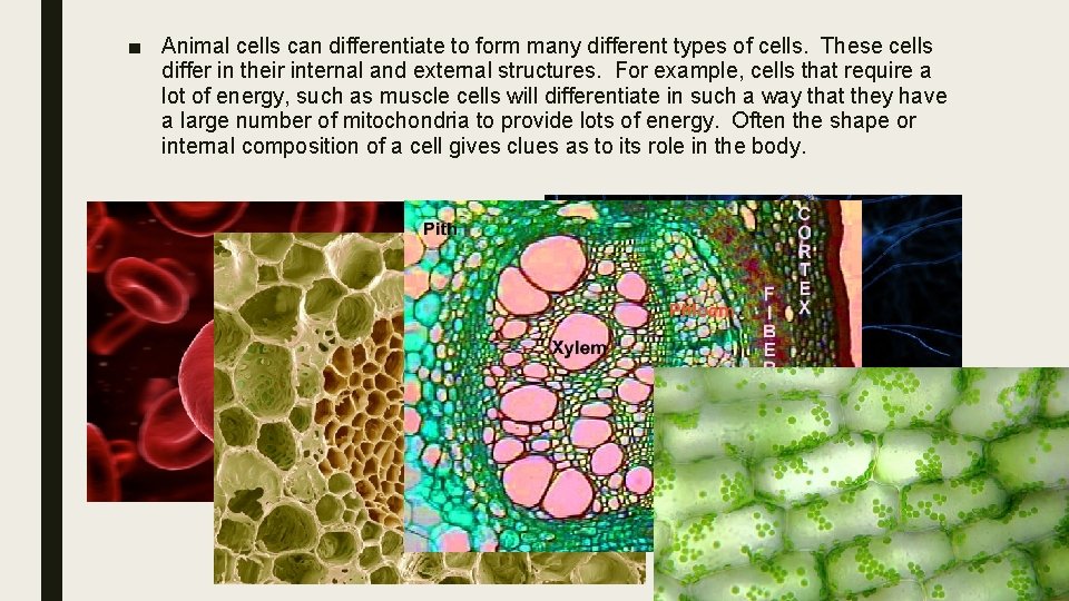 ■ Animal cells can differentiate to form many different types of cells. These cells