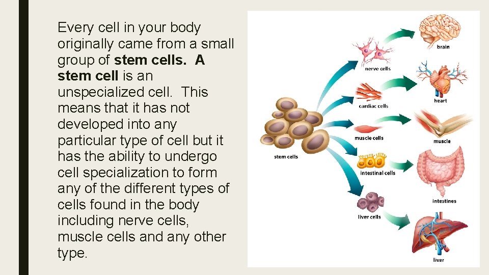 Every cell in your body originally came from a small group of stem cells.