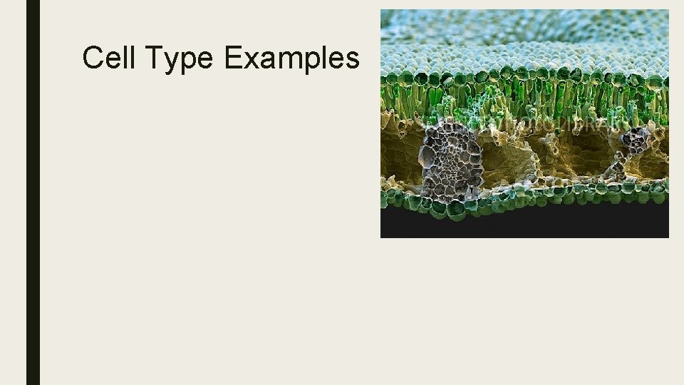 Cell Type Examples 
