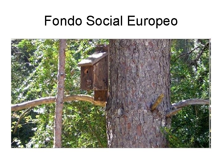 Fondo Social Europeo 