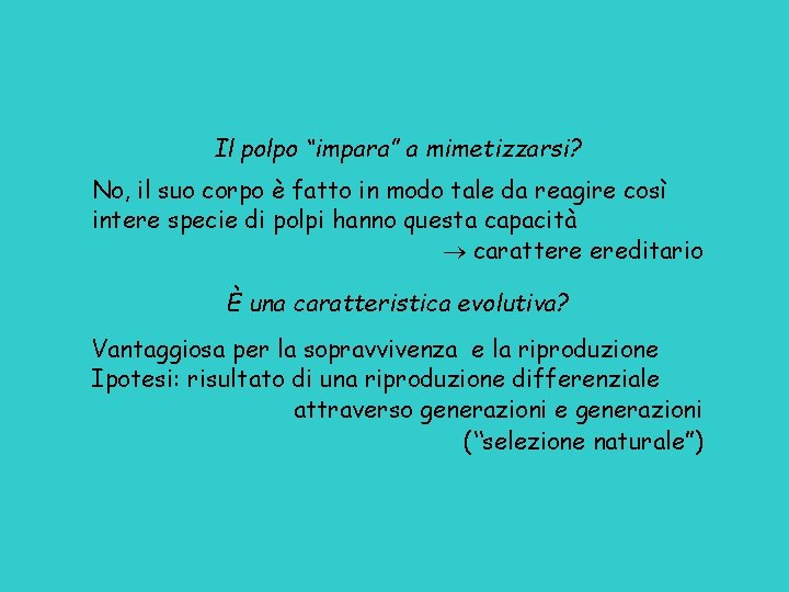 Il polpo “impara” a mimetizzarsi? No, il suo corpo è fatto in modo tale