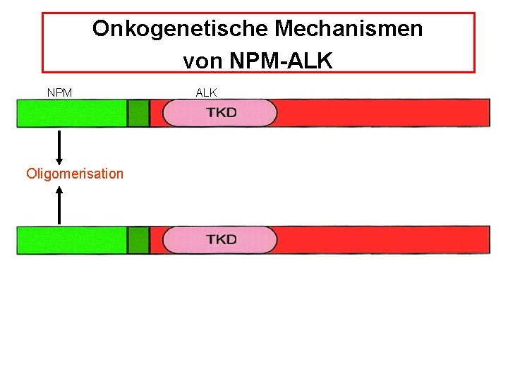 Onkogenetische Mechanismen von NPM-ALK NPM Oligomerisation ALK 
