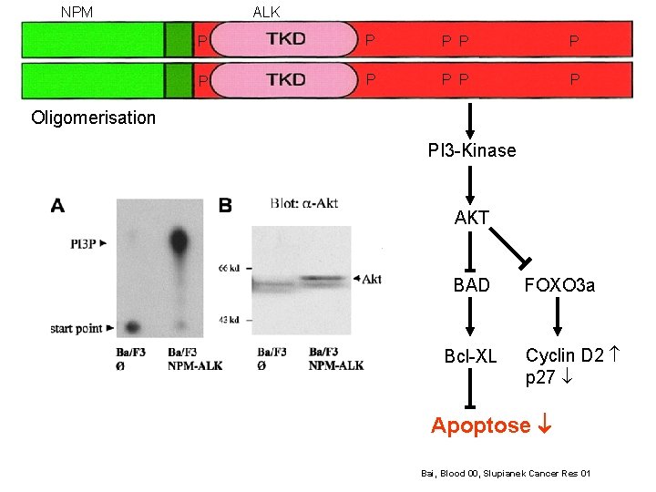 NPM ALK P P P P P Oligomerisation PI 3 -Kinase AKT BAD Bcl-XL