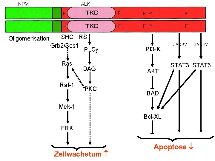 NPM Oligomerisation ALK P P P P P SHC IRS Grb 2/Sos 1 PLC