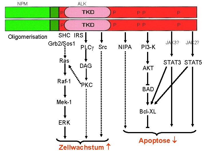 NPM Oligomerisation ALK P P P P P SHC IRS Grb 2/Sos 1 PLC