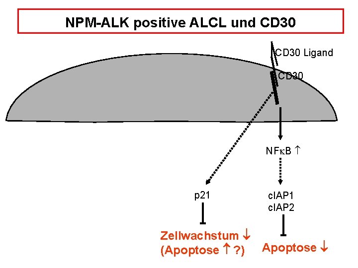 NPM-ALK positive ALCL und CD 30 Ligand CD 30 NF B p 21 Zellwachstum