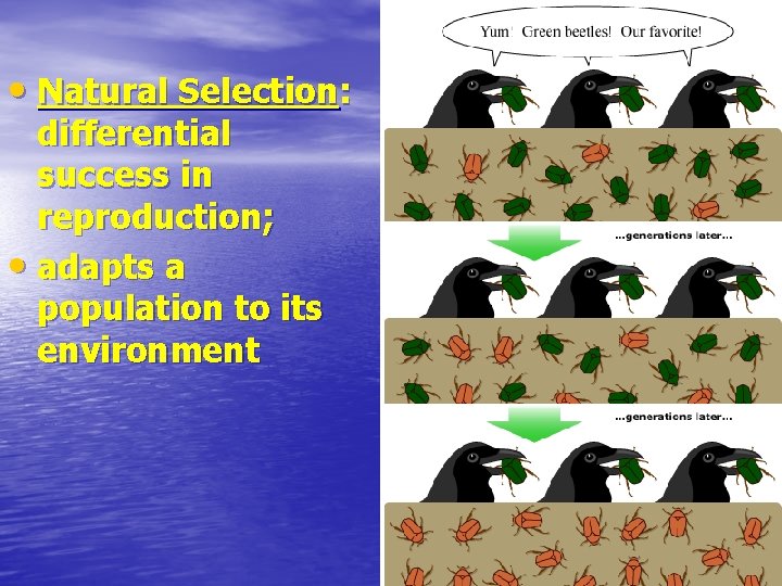  • Natural Selection: differential success in reproduction; • adapts a population to its