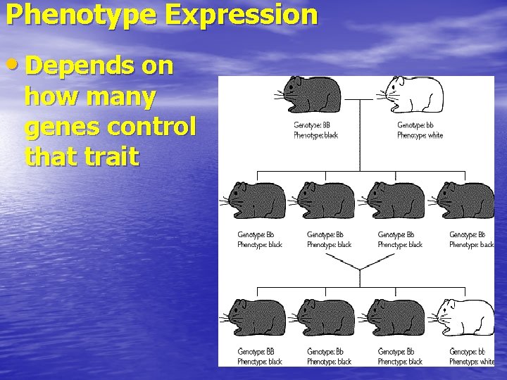 Phenotype Expression • Depends on how many genes control that trait 