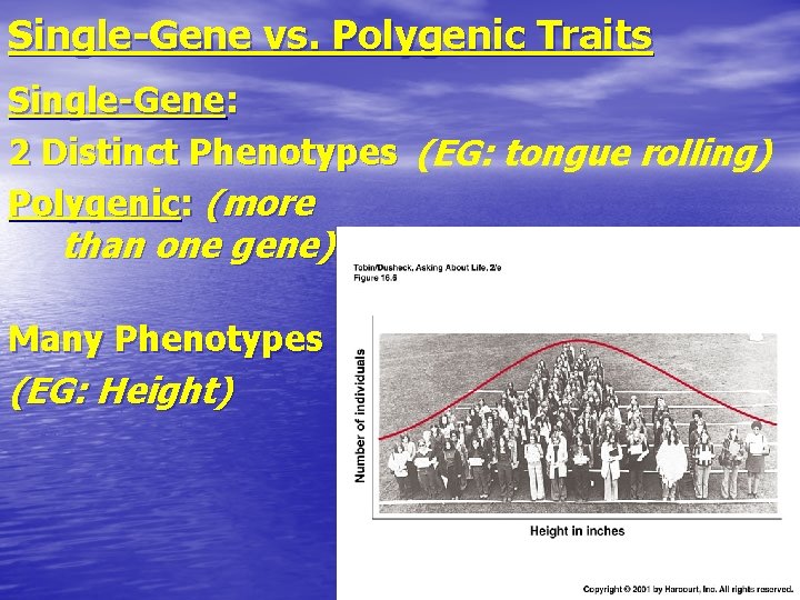 Single-Gene vs. Polygenic Traits Single-Gene: 2 Distinct Phenotypes (EG: tongue rolling) Polygenic: (more than