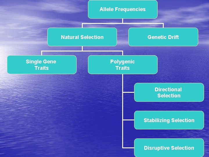 Allele Frequencies Natural Selection Single Gene Traits Genetic Drift Polygenic Traits Directional Selection Stabilizing
