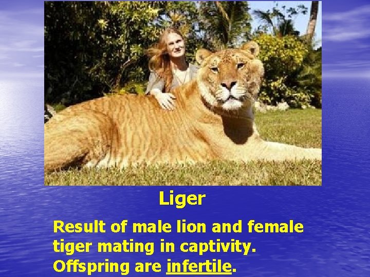 Liger Result of male lion and female tiger mating in captivity. Offspring are infertile.