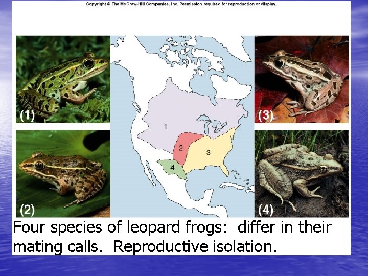 Fig. 23. 6 Four species of leopard frogs: differ in their mating calls. Reproductive