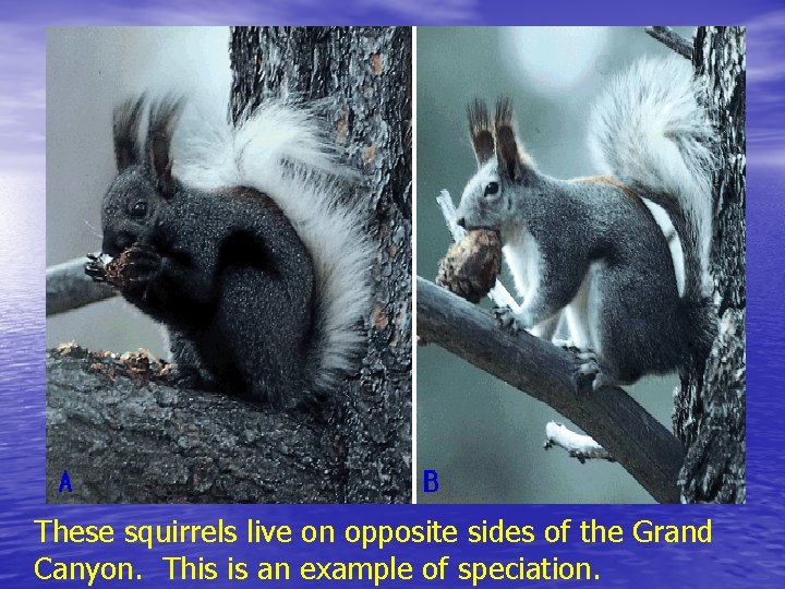 These squirrels live on opposite sides of the Grand Canyon. This is an example