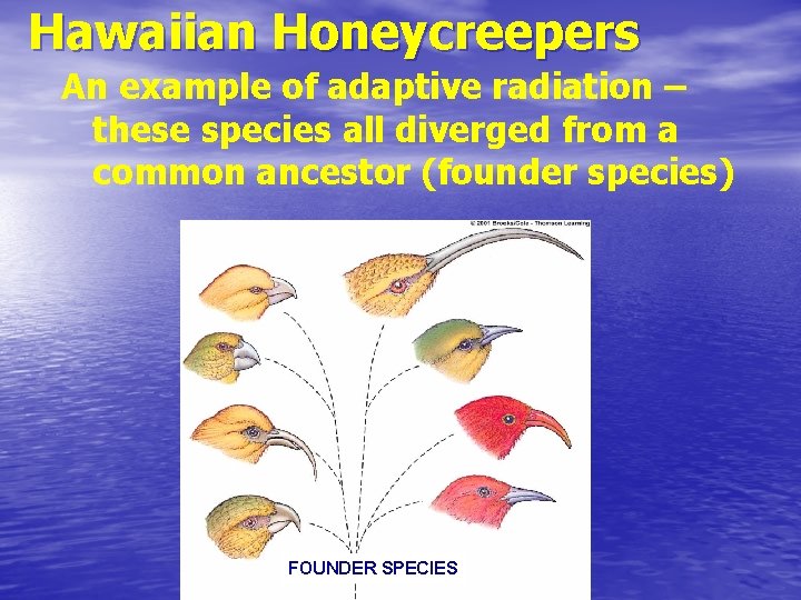 Hawaiian Honeycreepers An example of adaptive radiation – these species all diverged from a