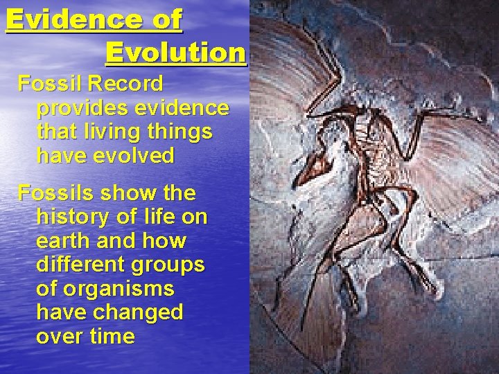 Evidence of Evolution Fossil Record provides evidence that living things have evolved Fossils show