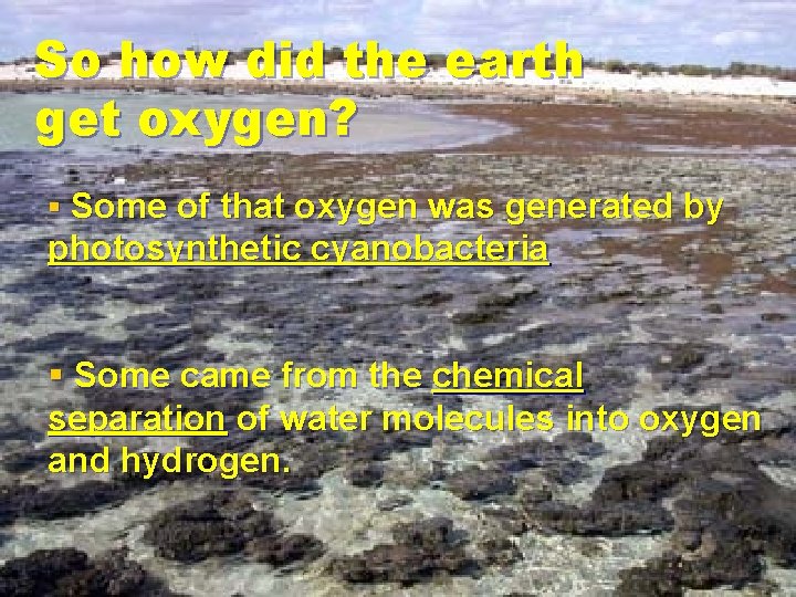 So how did the earth get oxygen? § Some of that oxygen was generated