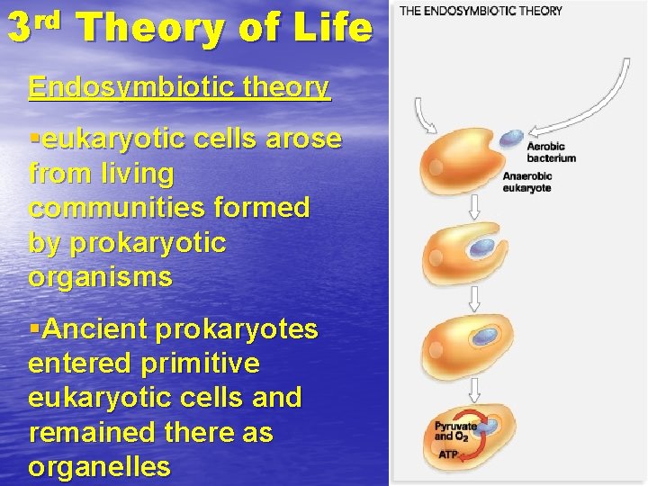 rd 3 Theory of Life Endosymbiotic theory §eukaryotic cells arose from living communities formed