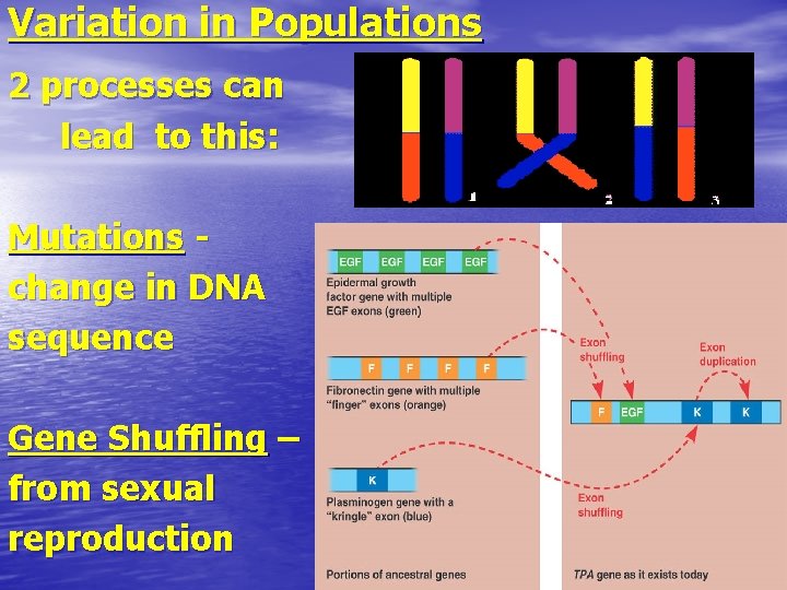 Variation in Populations 2 processes can lead to this: Mutations change in DNA sequence