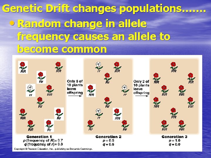 Genetic Drift changes populations……. • Random change in allele frequency causes an allele to
