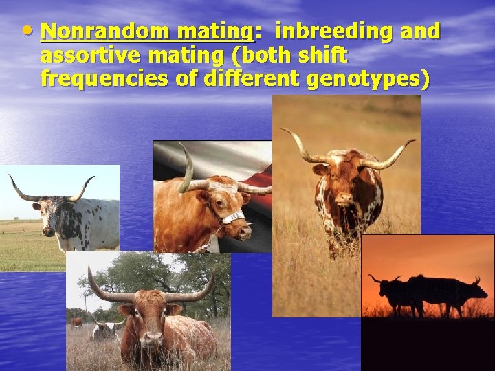  • Nonrandom mating: inbreeding and assortive mating (both shift frequencies of different genotypes)