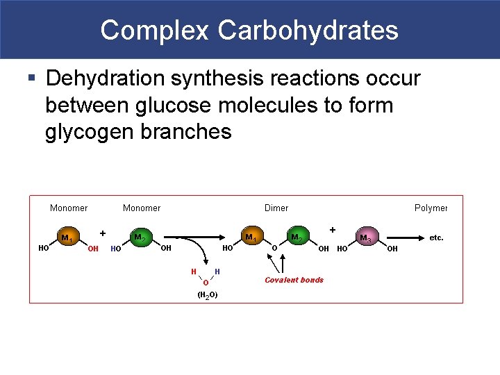 Complex Carbohydrates § Dehydration synthesis reactions occur between glucose molecules to form glycogen branches
