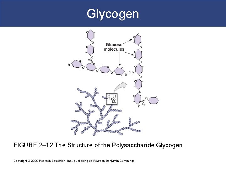 Glycogen FIGURE 2– 12 The Structure of the Polysaccharide Glycogen. Copyright © 2009 Pearson