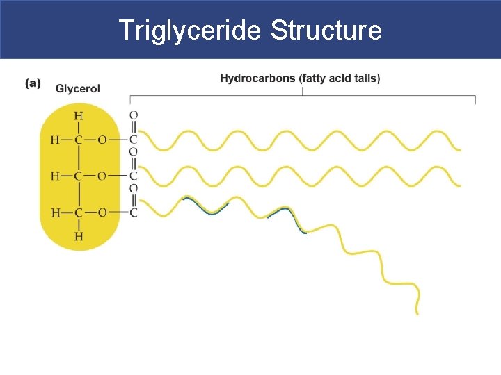 Triglyceride Structure 